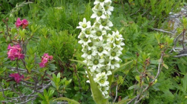 Landeswandertag_2018_Diedamskopf_10 Landeswandertag_2018_Diedamskopf_10