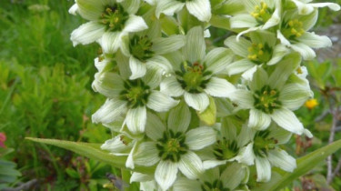 Landeswandertag_2018_Diedamskopf_11 Landeswandertag_2018_Diedamskopf_11