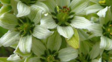 Landeswandertag_2018_Diedamskopf_12 Landeswandertag_2018_Diedamskopf_12