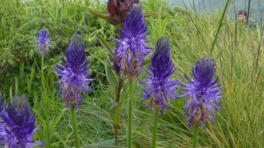 Landeswandertag_2018_Diedamskopf_13 Landeswandertag_2018_Diedamskopf_13