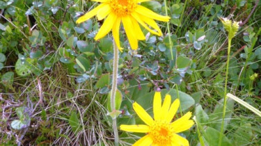 Landeswandertag_2018_Diedamskopf_17 Landeswandertag_2018_Diedamskopf_17