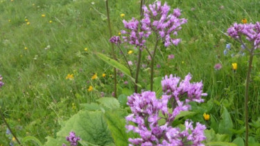 Landeswandertag_2018_Diedamskopf_23 Landeswandertag_2018_Diedamskopf_23