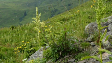 Landeswandertag_2018_Diedamskopf_31 Landeswandertag_2018_Diedamskopf_31