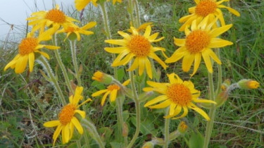 Landeswandertag_2018_Diedamskopf_33 Landeswandertag_2018_Diedamskopf_33