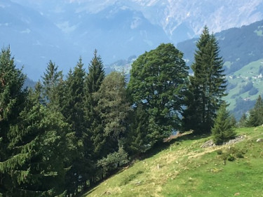 Kneipp_Vorarlberg_Landeswandertag_Silbertal__2498 Kneipp_Vorarlberg_Landeswandertag_Silbertal__2498