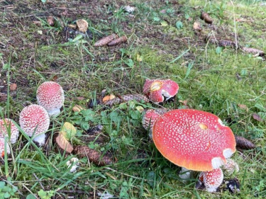 Kneipp_LV_Vorarlberg_Wandertag_Georg_Jillich_2217 Kneipp_LV_Vorarlberg_Wandertag_Georg_Jillich_2217