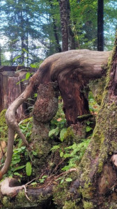 Kneipp_LV_Vorarlberg_Wandertag_Georg_Jillich_180138 Kneipp_LV_Vorarlberg_Wandertag_Georg_Jillich_180138