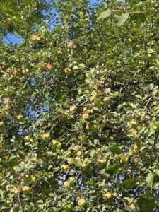 Kneipp-LV-Vorarlberg-Pilgerwanderung-Bildstein_3964 Kneipp-LV-Vorarlberg-Pilgerwanderung-Bildstein_3964