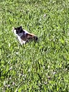 Kneipp-LV-Vorarlberg-Pilgerwanderung-Bildstein_3967 Kneipp-LV-Vorarlberg-Pilgerwanderung-Bildstein_3967