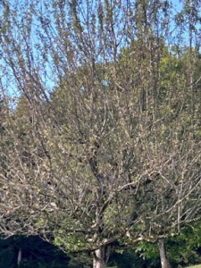 Kneipp-LV-Vorarlberg-Pilgerwanderung-Bildstein_3969 Kneipp-LV-Vorarlberg-Pilgerwanderung-Bildstein_3969