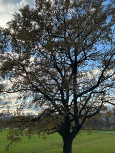 LV-Kneipp-Vorarlberg-Raeuchern-in-die-dunkle-Zeit_19_11_2022-15_05_30 LV-Kneipp-Vorarlberg-Raeuchern-in-die-dunkle-Zeit_19_11_2022-15_05_30