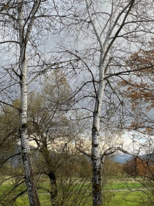 LV-Kneipp-Vorarlberg-Raeuchern-in-die-dunkle-Zeit_19_11_2022-15_07_27 LV-Kneipp-Vorarlberg-Raeuchern-in-die-dunkle-Zeit_19_11_2022-15_07_27