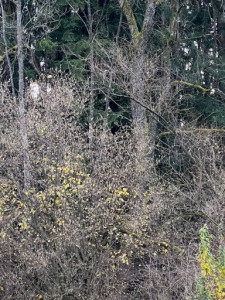 LV-Kneipp-Vorarlberg-Raeuchern-in-die-dunkle-Zeit_19_11_2022-15_10_04 LV-Kneipp-Vorarlberg-Raeuchern-in-die-dunkle-Zeit_19_11_2022-15_10_04