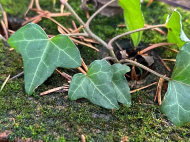 LV-Kneipp-Vorarlberg-Raeuchern-in-die-dunkle-Zeit_19_11_2022-15_16_51 LV-Kneipp-Vorarlberg-Raeuchern-in-die-dunkle-Zeit_19_11_2022-15_16_51