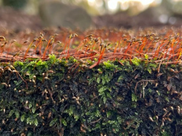 LV-Kneipp-Vorarlberg-Raeuchern-in-die-dunkle-Zeit_19_11_2022-15_17_01 LV-Kneipp-Vorarlberg-Raeuchern-in-die-dunkle-Zeit_19_11_2022-15_17_01