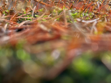 LV-Kneipp-Vorarlberg-Raeuchern-in-die-dunkle-Zeit_19_11_2022-15_17_17 LV-Kneipp-Vorarlberg-Raeuchern-in-die-dunkle-Zeit_19_11_2022-15_17_17