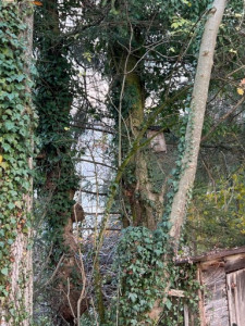 LV-Kneipp-Vorarlberg-Raeuchern-in-die-dunkle-Zeit_19_11_2022-16_06_00 LV-Kneipp-Vorarlberg-Raeuchern-in-die-dunkle-Zeit_19_11_2022-16_06_00