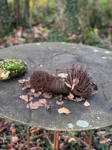 LV-Kneipp-Vorarlberg-Raeuchern-in-die-dunkle-Zeit_19_11_2022-16_06_14 LV-Kneipp-Vorarlberg-Raeuchern-in-die-dunkle-Zeit_19_11_2022-16_06_14